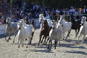 Arabs Flock Arab Breed