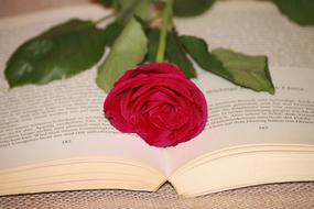 Book Read Rose