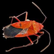 Close-up of the colorful Cotton Stainer insect, at black background, clipart