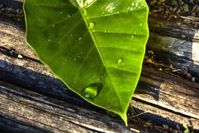 Leaf Green Water Drop