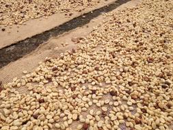 raw coffee beans