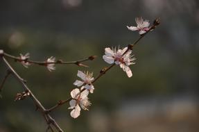 Plum Branch White Blossom