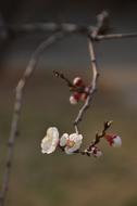Plum Branch White Blossom