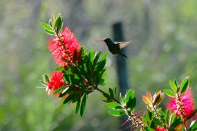 Ave Bird Flight on a blurred background