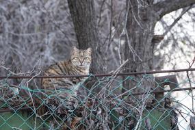 Cat Animal at Nature forest