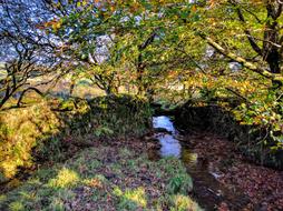 Stream Countryside Autumn