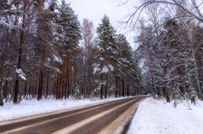 Winter Road Forest