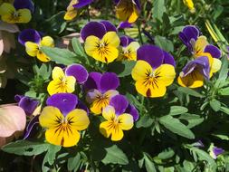 Flowers Spring Pansies
