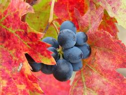 Grape Priorat Vineyard Red