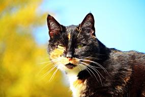 Cat Mieze Lucky