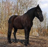 brown horse in countryside at winter