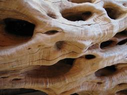 Olive Tree Bark
