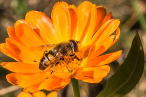 Hover Fly Insect orange flower