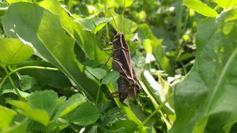 Close-up of the grasshopper among the green plants with leaves, in light