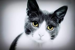 photo of Domestic Cat with Yellow Eyes