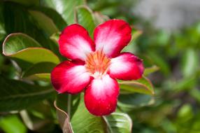 a little red flower in the garden