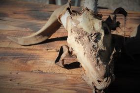 Goat Skull Satanism Halloween