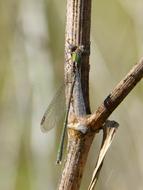 Dragonfly Green Rosemary