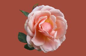 Rosengarten Bad Kissingen Rose