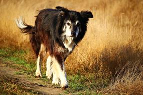 charmingly cute Dog Purebred Border