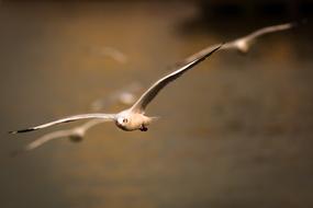 sky birds sea landscape