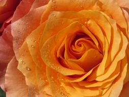 Rose Orange