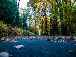 Hiking Road Forest