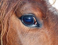 Horse Eye Close Up