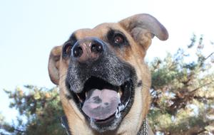 Dog face blue sky