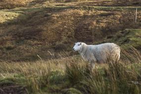 white Sheep Field