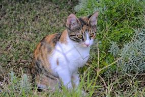 Cat Young Animal garden
