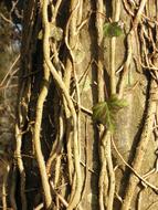 Tree Ivy Trunk