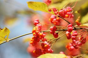Spindle Autumn Light Golden
