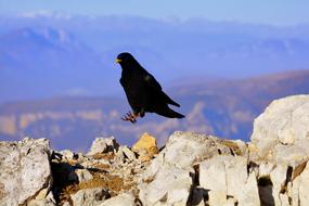 Merlo Bird on Mountain rock