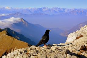 black Merlo Bird on Mountain