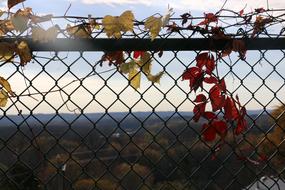 Fence Leaves Autumn