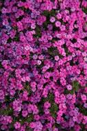 Flower Summer Pink