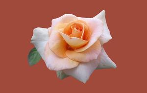 Rosengarten Bad Kissingen Rose
