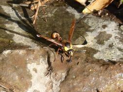 Hornet Wasp Eumenes