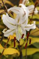 Lily Lilium Speciosum Album White
