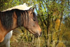 Horse Thoroughbred Arabian Brown