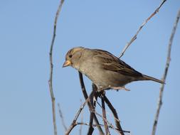 Sparrow Bird Tree blue sky