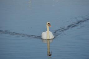 Beautiful and cute, white swan bird, swimming in the water, with ripple