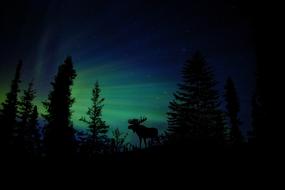 Moose green fantasy forest