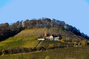 Autumn Vineyard Mood Fall