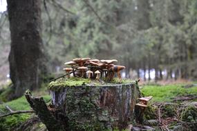 little mushrooms on a rock in the woods