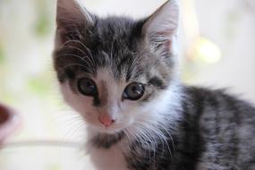 cute spotted kitten on a blurred background