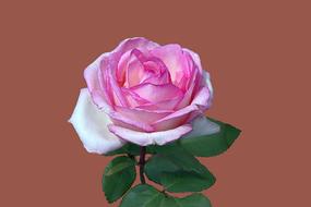 Floribunda Rosengarten Bad
