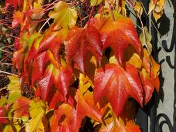Wild Grapes Autumn Leaves