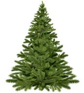 christmas tree christmas